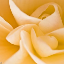 Blumenbild (33 von 60)