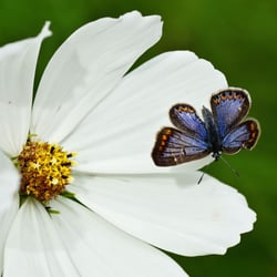 Schmetterling