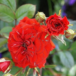 Rot vor Blau
