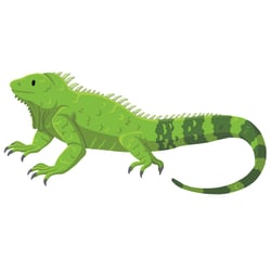 iguana