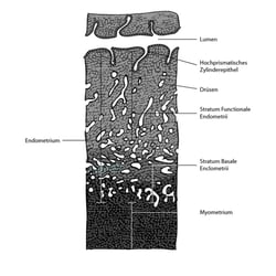 Quintessenz Verlags-GmbH | FACTS Gynäkologie und Geburtshilfe