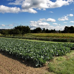 Neckarhalde im Herbst