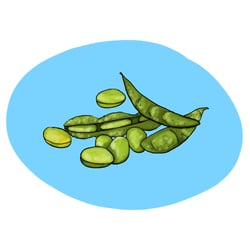 soya beans illustrations