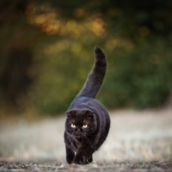 Cat Beauty