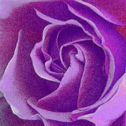 RoseVI