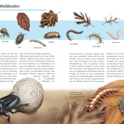Natur-Illustrationen