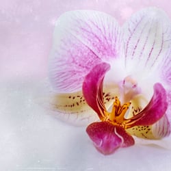 Orchidee