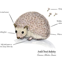 Igel