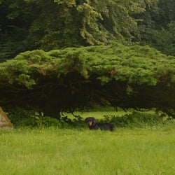 Cenotaph für einen Dachshund