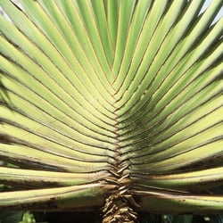 13-palmtree