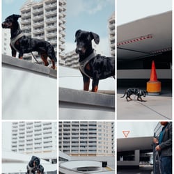 Special Dackel Portraits