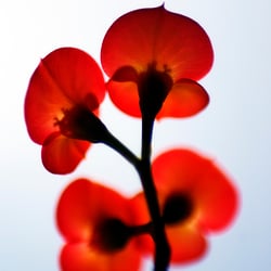 red flowers sm