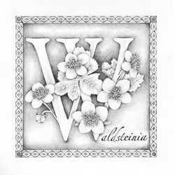 W = Waldsteinia