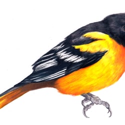 Baltimoretrupial
