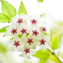 Blumenbild (52 von 60)