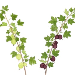 Stachelbeere