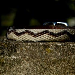 rundgehitchtes Armband mit Schnallschließe