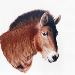 Przewalsky-Pferd; Studie, Acryl aus Büttenpapier