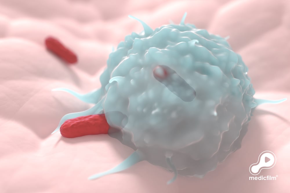 Makrophage + Bakterium