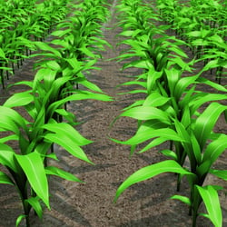 BASF CGI junger Mais