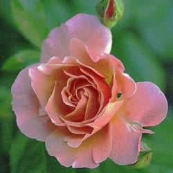 Rose8