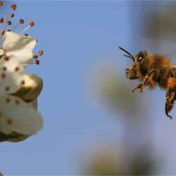 Biene im Anflug