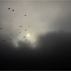 Morgennebel