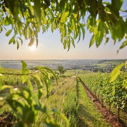 Weinberge der Südpfalz