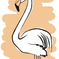 flamingo