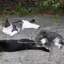 CAT ´S AUG. 2014