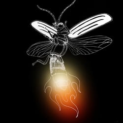 Firefly