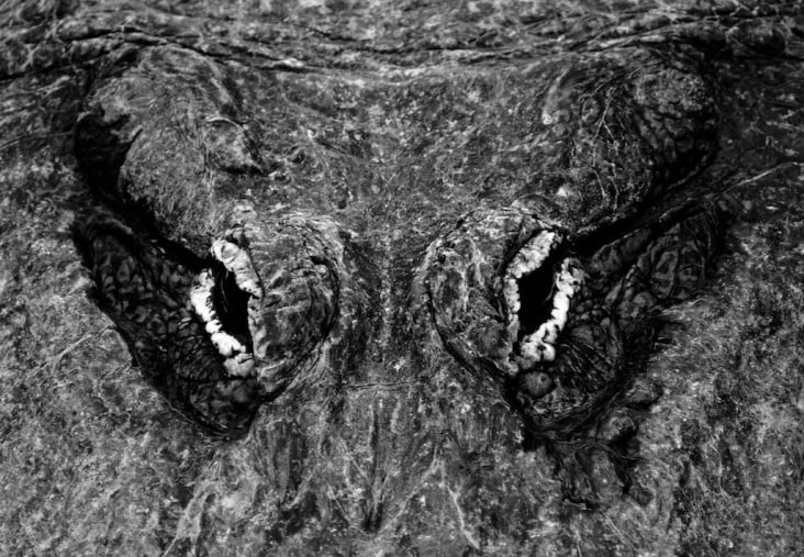 Alligator