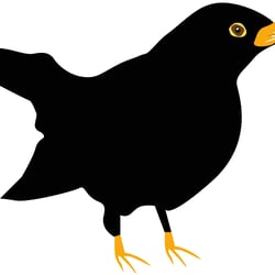 Amsel