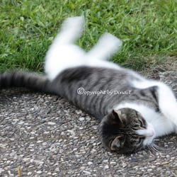 CAT AUG. 2014