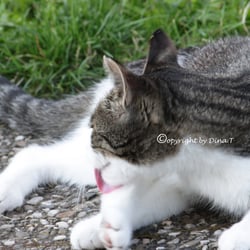 CAT AUG. 2014