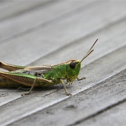 Heuschrecke