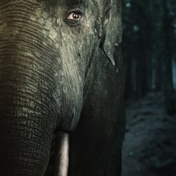 Elefant