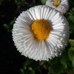 Flowers 21