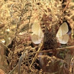 PHANTOM GRAS