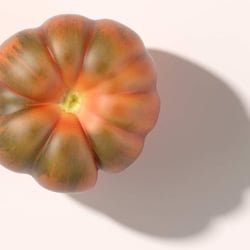 Tomate Aufsicht
