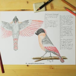 ‚Feuergimpel‘ – fiktive Naturstudie (Bunt)