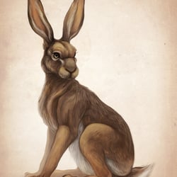 Hase