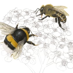 Hummel & Biene | Studienarbeit