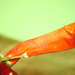 Peperoni Red…09