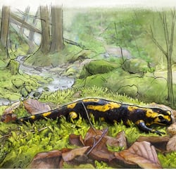 Infotafel Feuersalamander Zoo Schwerin