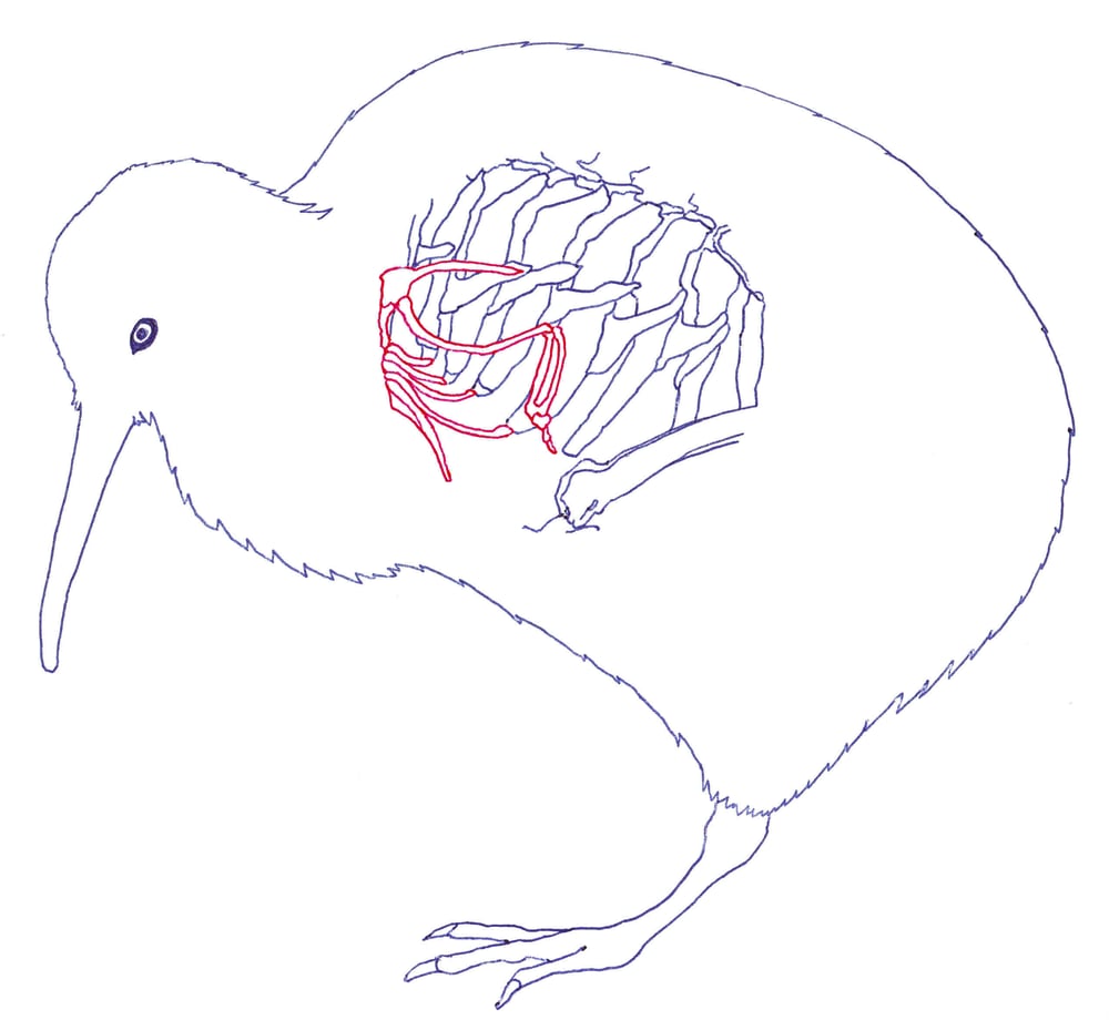 Kiwi