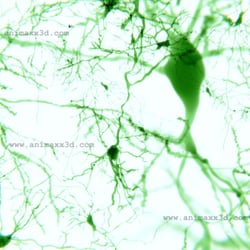 Pyramidale Neuronen in der Großhirnrinde