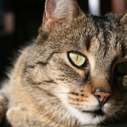 Katze