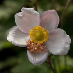 7—Sexy Flowers