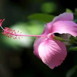 Hibiskus